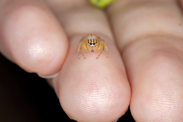 Jumping Spider of the Genus Chira