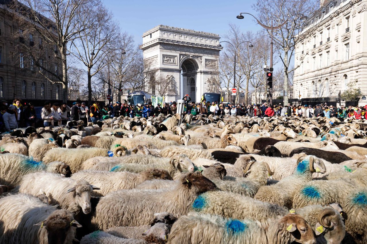 Bystanders look at sheep walking during an urban transhumance exhibit near the Arc de Triomphe in Paris, on Sunday on the last day of the 58th International Agriculture Fair (Salon de l'Agriculture). 