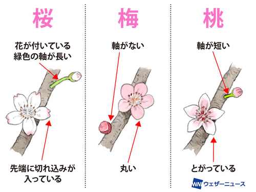 茶碗　春三花　梅桃桜 茶碗 春三花 梅桃桜