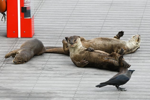 道端に寝転がるカワウソたち(2021年12月、シンガポール)