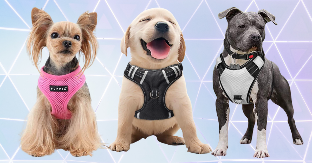 Comfortable sales dog harness