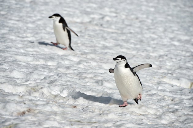 ペンギンのイメージ写真