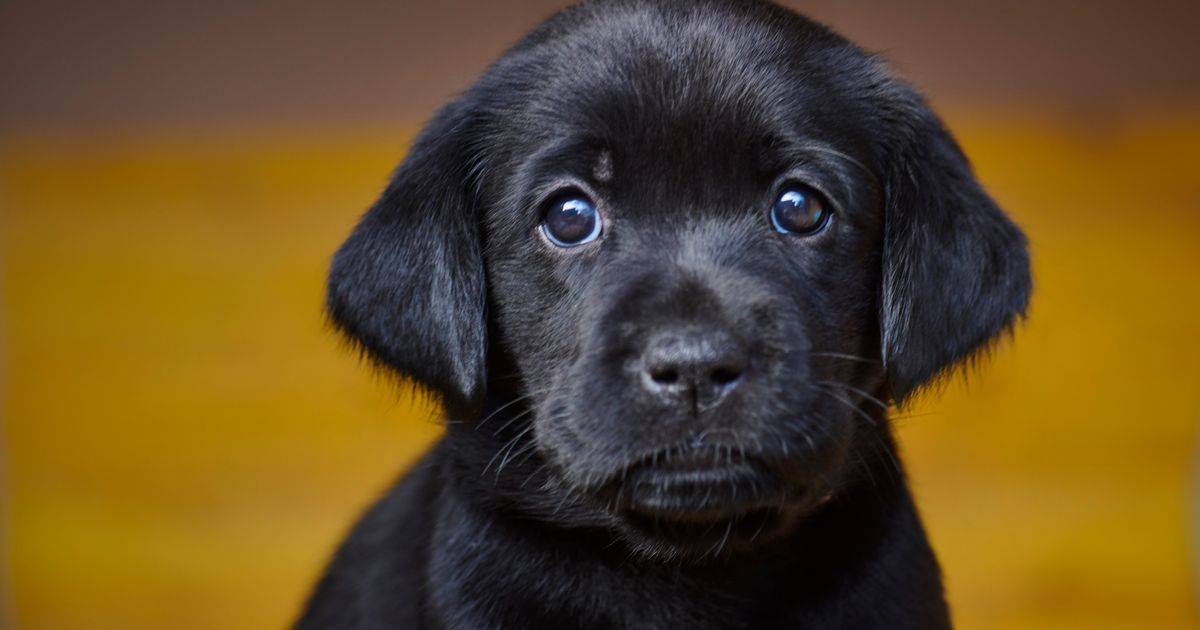 Labs Still No. 1 US Dog Breed But Poodles Are Popping In Popularity ...