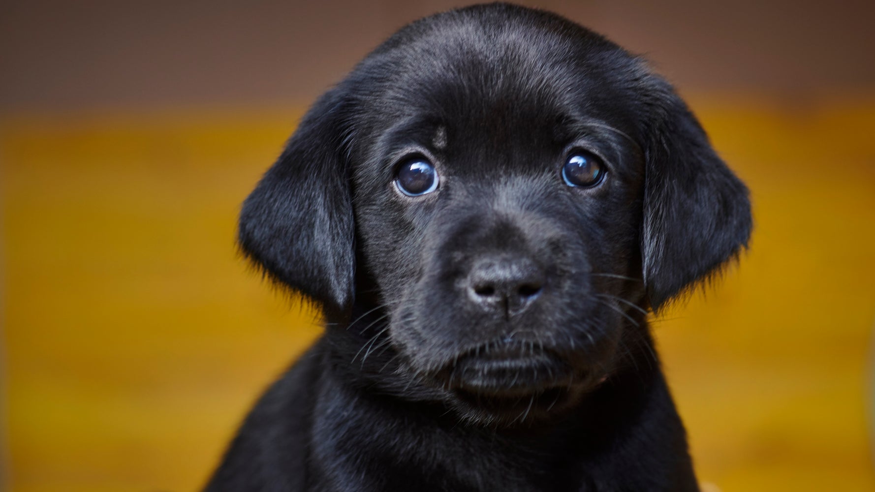Labs Still No. 1 US Dog Breed But Poodles Are Popping In Popularity - Vimarsana News