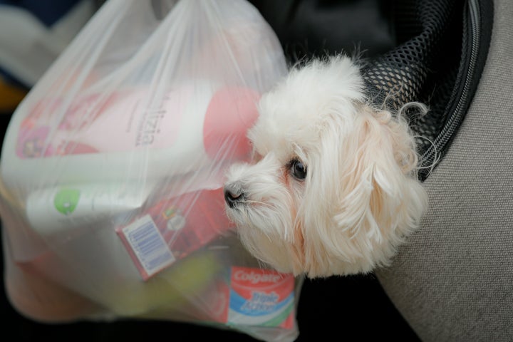 A puppy peers his head from a pet carrier after his owner fled the conflict from neighboring Ukraine at the Romanian-Ukrainian border, in Siret, Romania, Sunday, Feb. 27, 2022.