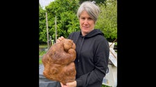New Zealand Couple’s Giant Potato Is Just A Gourd: Guinness World Records