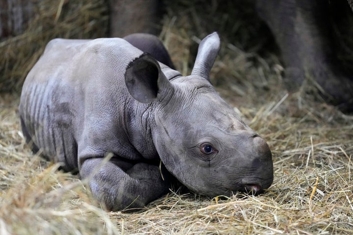 A newly born critically endangered eastern black rhino lies in its enclosure next to its mother Eva at the zoo in Dvur Kralove, Czech Republic, Wednesday, March 16, 2022. (AP Photo/Petr David Josek)