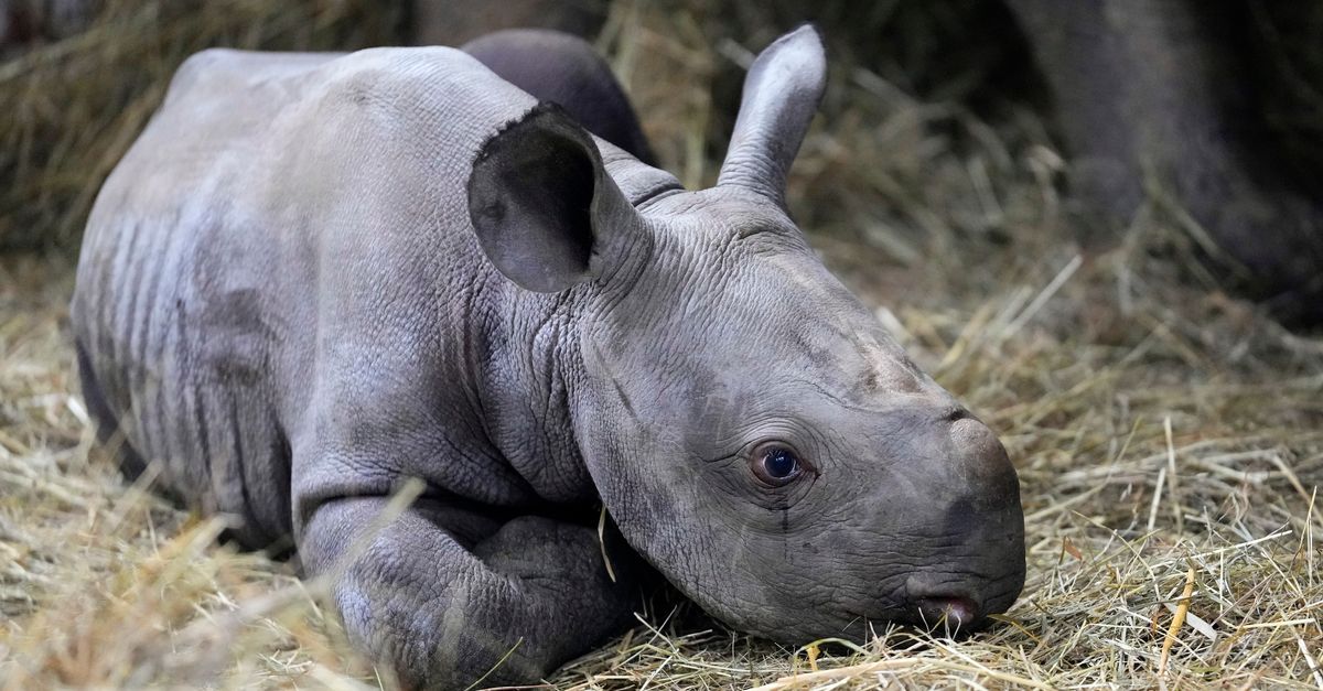 Endangered Rhino Born In Czech Zoo, Named Kyiv