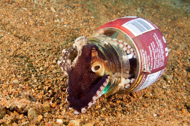 A coconut octopus sheltering inside a discarded glass jar in the Philippines.