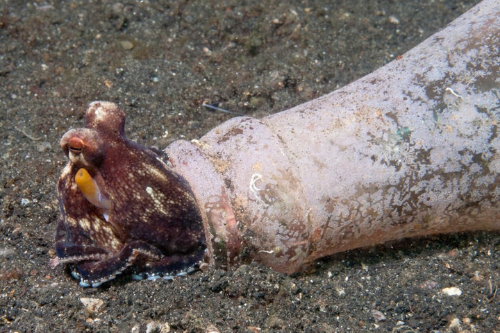 A coconut octopus inside a glass bottle in Indonesia.