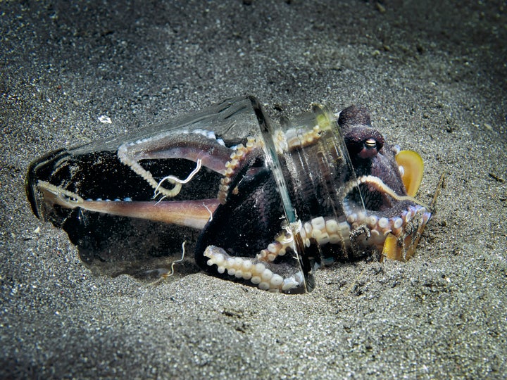 An octopus inside a jar in Indonesia.