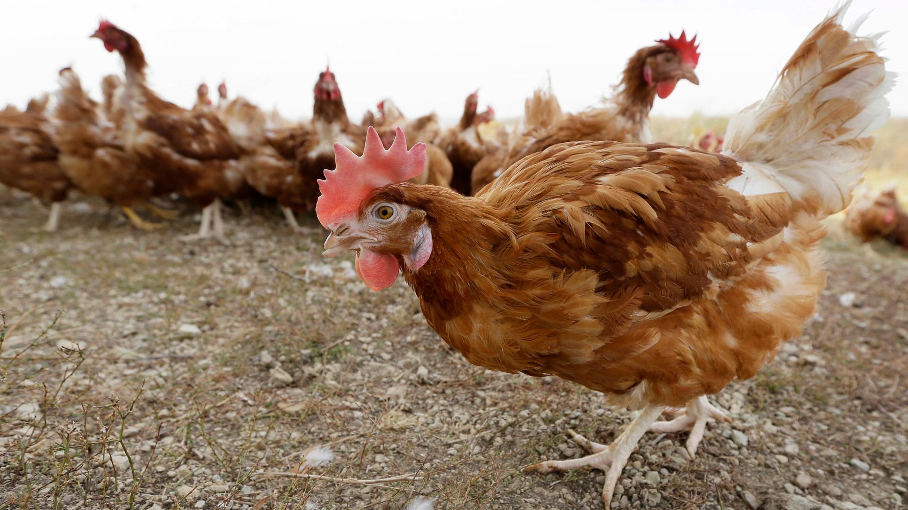 아이오와주에서 조류독감 발병으로 530만 마리의 닭이 죽임을 당했습니다.