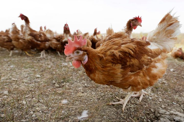  In this Oct. 21, 2015, file photo, cage-free chickens walk in a fenced pasture at an organic farm near Waukon, Iowa