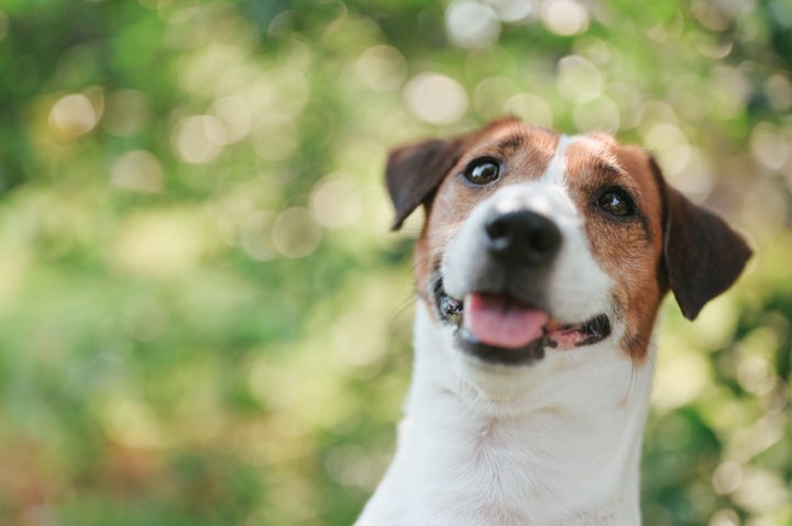 ウクライナで爆発物を90個近く見つける 犬の パトロン が ヒーロー と話題に 動画 ハフポスト News ウクライナで爆発物を90個近く見つける 犬の パトロン が ヒーロー と話題に 動画 ハフポスト News