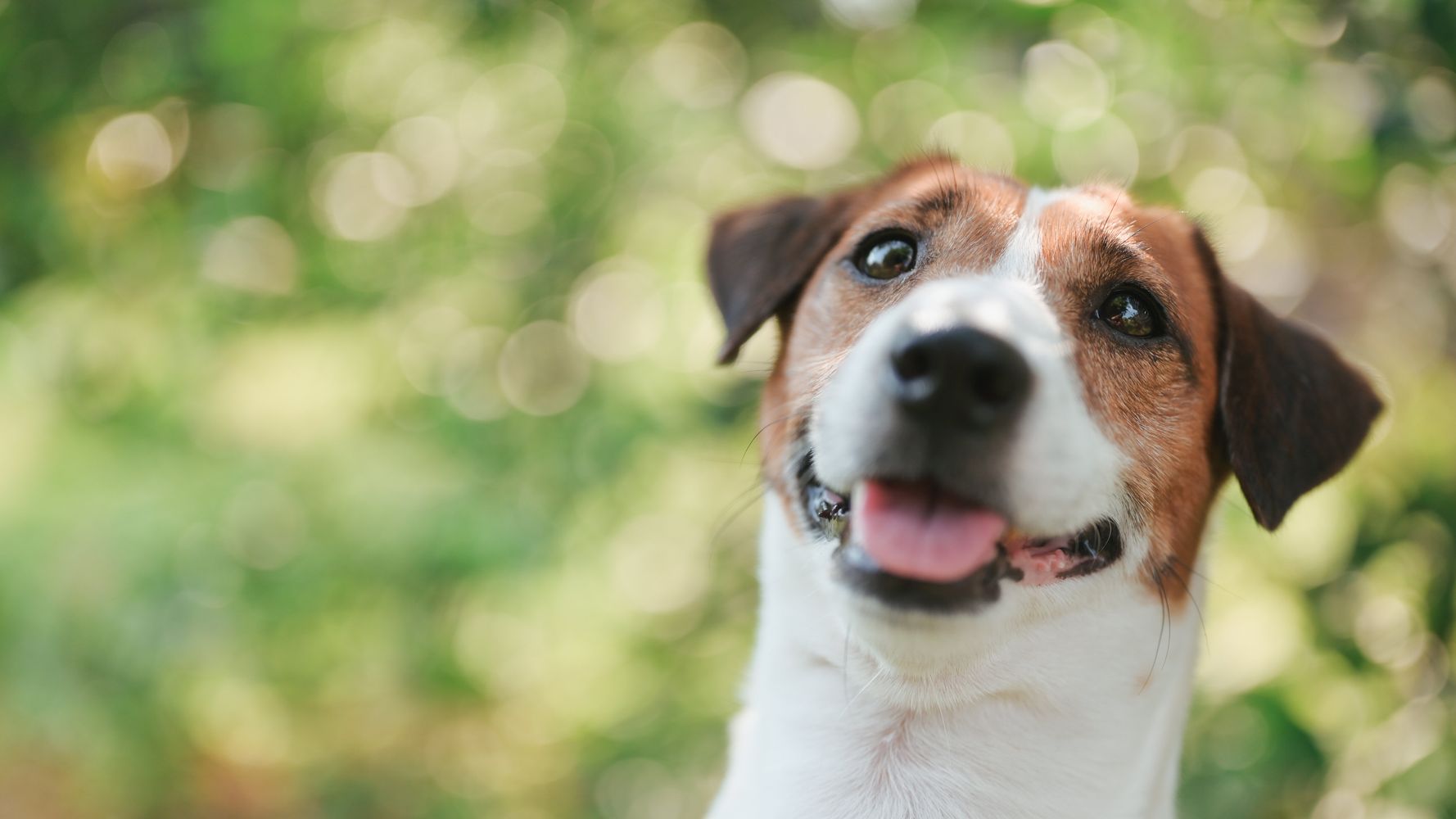 ウクライナで爆発物を90個近く見つける 犬の パトロン が ヒーロー と話題に 動画 ハフポスト News