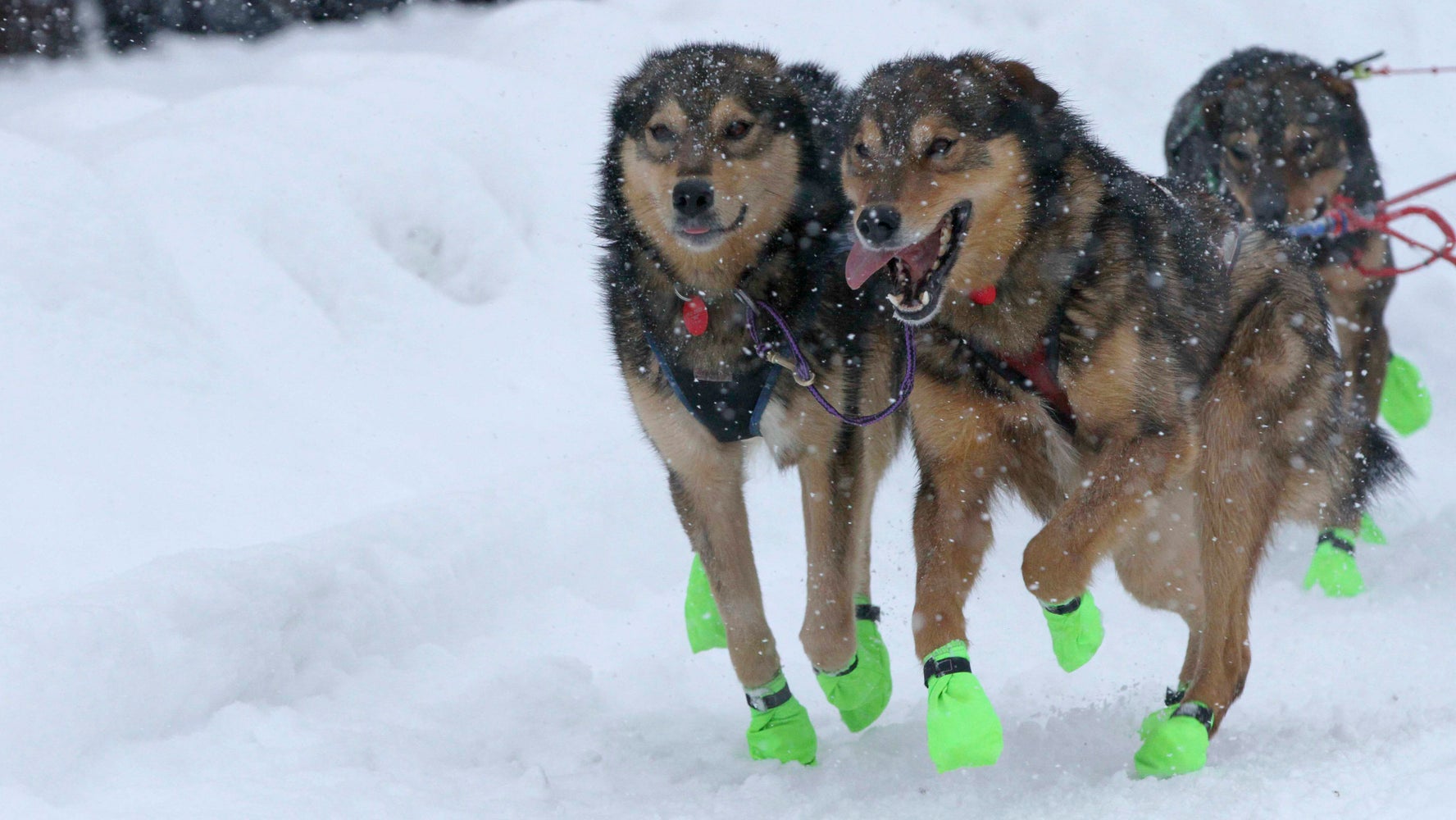 Vicious Alaska Storm Knocks 6 Mushers Out Of Iditarod Dog Sled Race - Vimarsana News