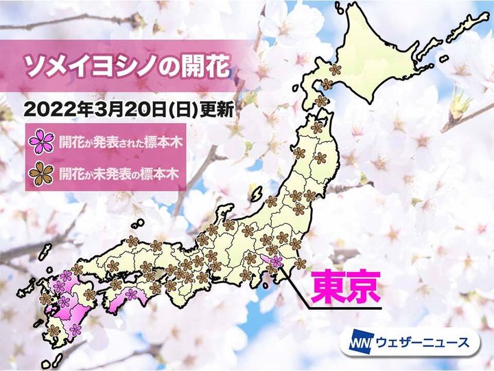 ソメイヨシノの開花マップ