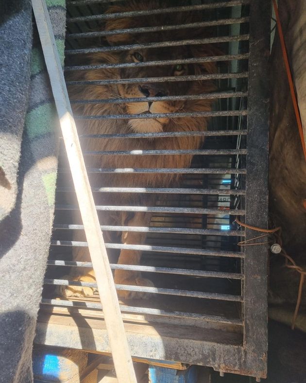 Le lion Simba en cage dans le véhicule de Tim Locks samedi 19 mars