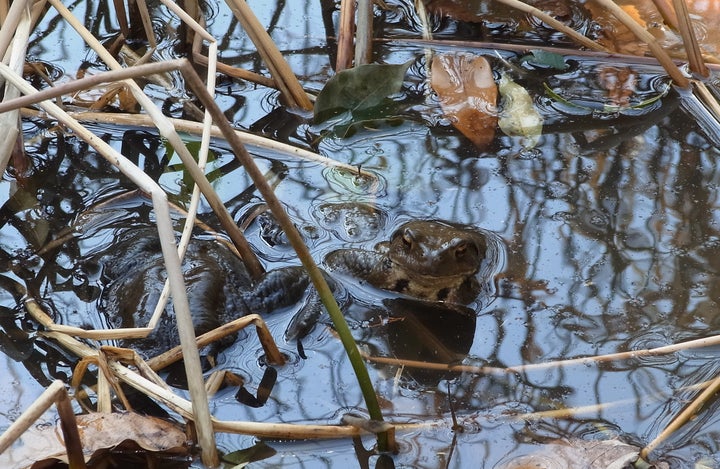 光が丘公園内で産卵するヒキガエル