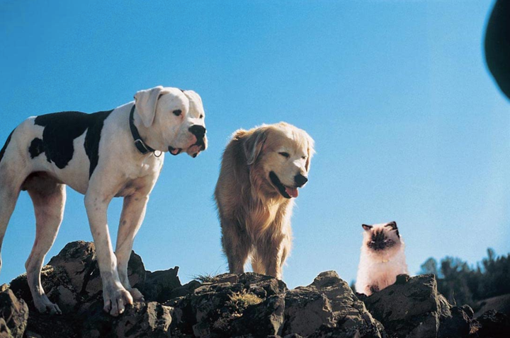 Borget praised the nostalgia factor of the '90s classics like "Homeward Bound."