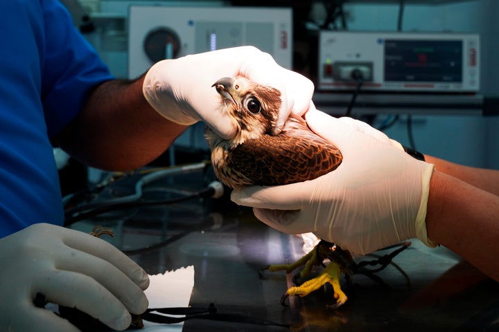 Veterinarians at the Souq Waqif Falcon Hospital work on a patient in Doha, Qatar, March 15, 2022. (AP Photo/Lujain Jo)