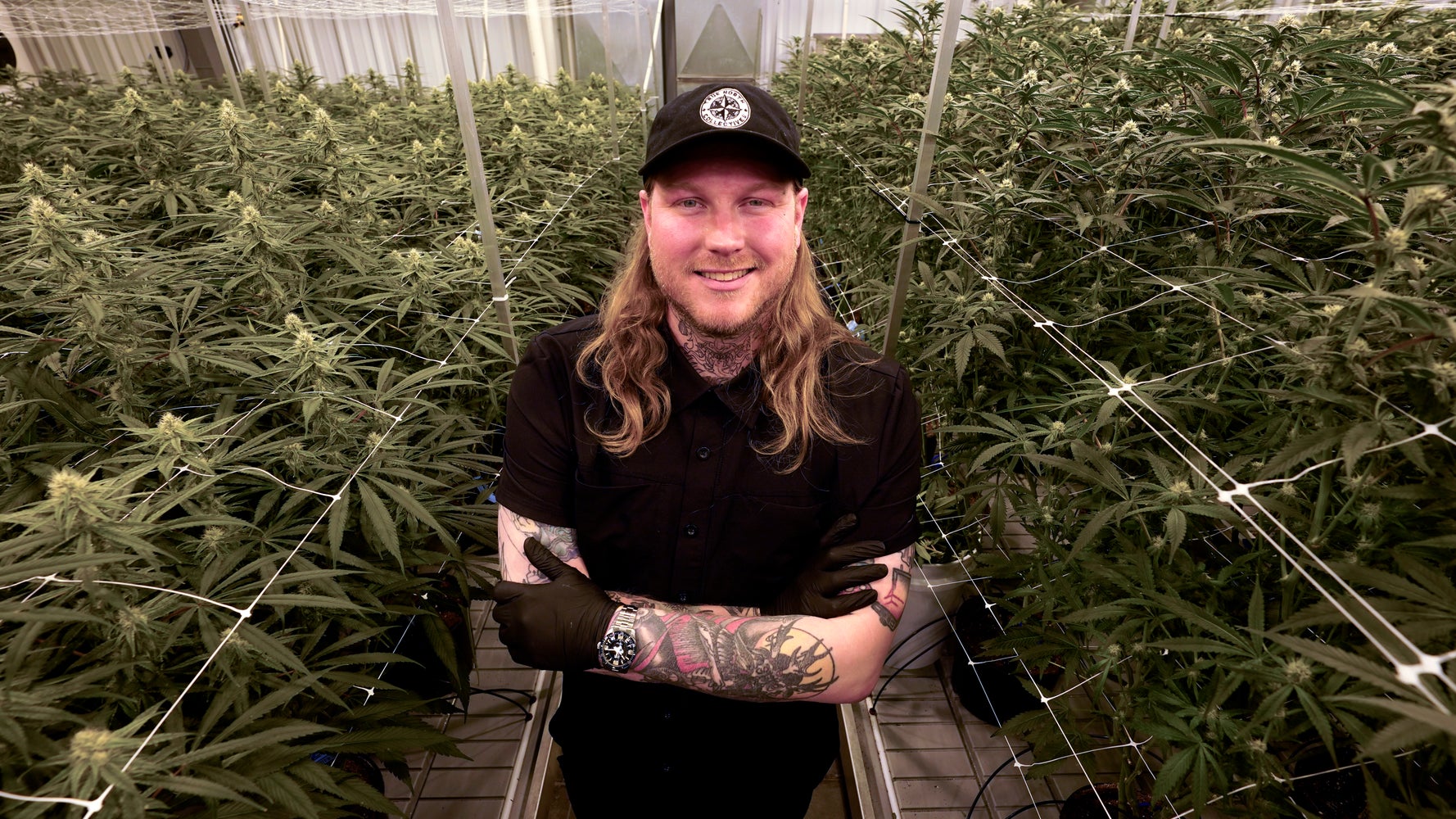 Cannabis Farmers Not High On Chemically Made THC - Vimarsana News