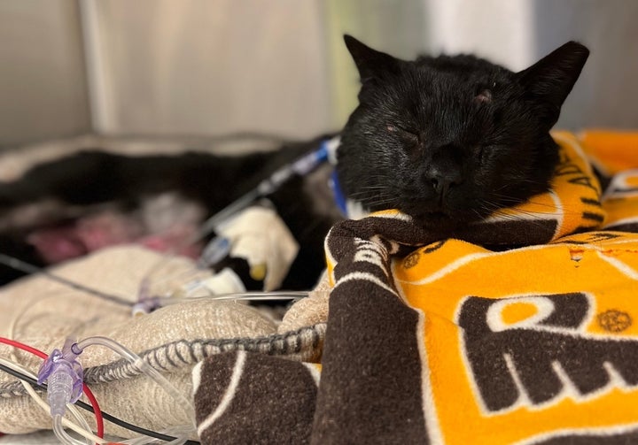 Buddy the cat receiving treatment after a brutal attack from two dogs.