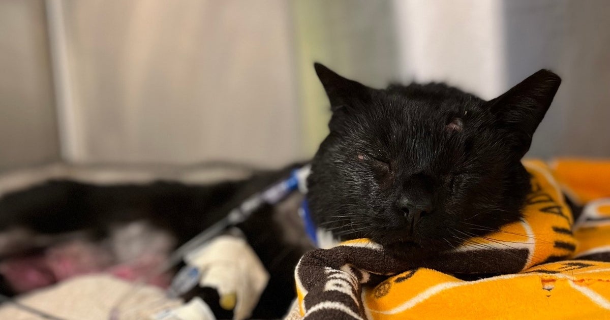 猫は逃げずに反撃した 通行人に犬をけしかけられるも立ち向かい 病院で闘い続ける ハフポスト World 猫は逃げずに反撃した 通行人に犬をけしかけられるも立ち向かい 病院で闘い続ける ハフポスト World