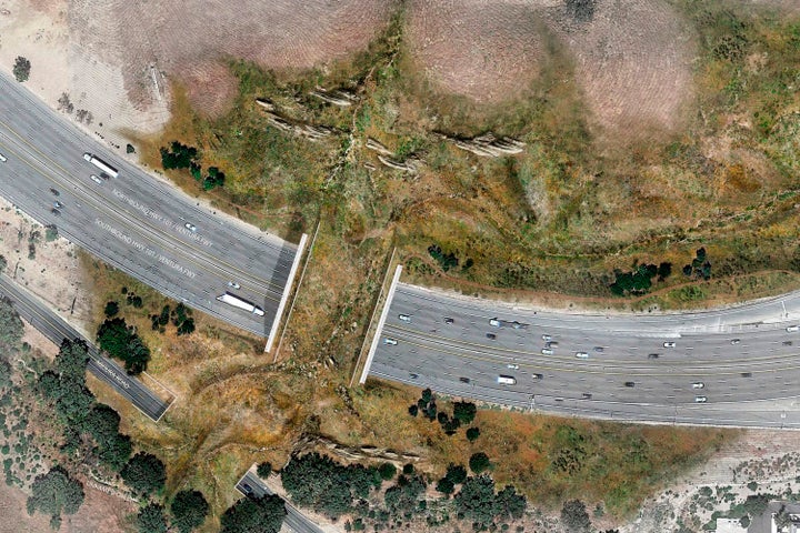 A rendering of the proposed bridge provided by the National Wildlife Federation.