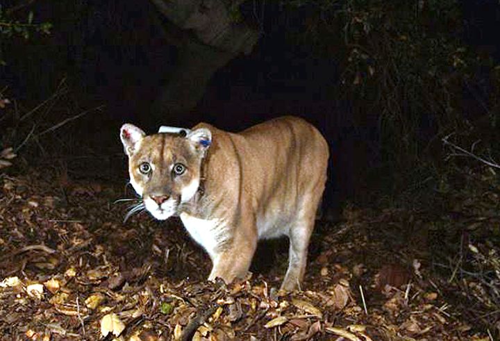 A 2014 photo of the mountain lion known as P-22, photographed in the Griffith Park area near downtown Los Angeles. 
