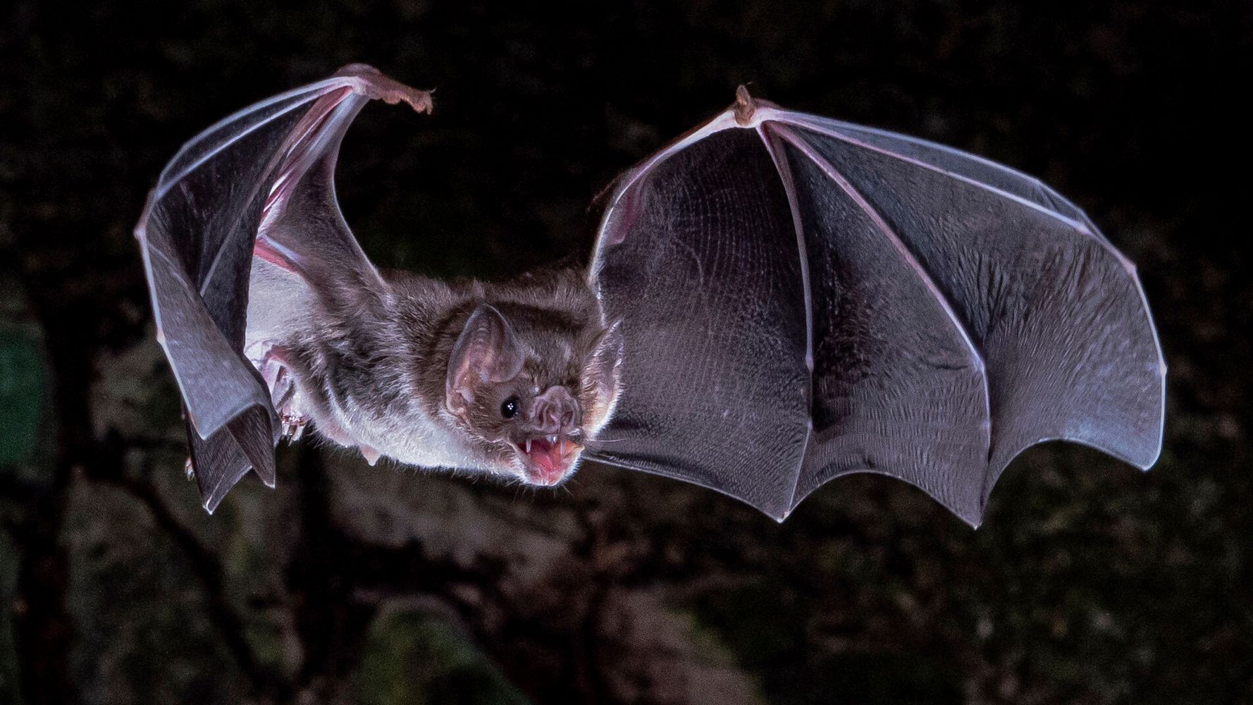 Des scientifiques découvrent comment les chauves-souris vampires ont le goût du sang