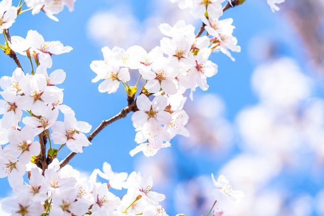 雨の日でも桜をきれいに撮るには 天気別のおすすめの撮影方法と注意点 ハフポスト News