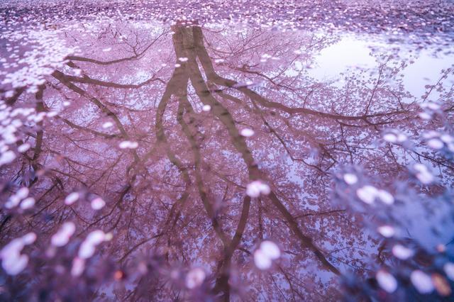 雨の日でも桜をきれいに撮るには 天気別のおすすめの撮影方法と注意点 ハフポスト News