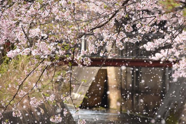 雨の日でも桜をきれいに撮るには 天気別のおすすめの撮影方法と注意点 ハフポスト News