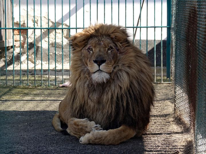 An adult male lion named Simba in Romania after being evacuated from a zoo in Ukraine.