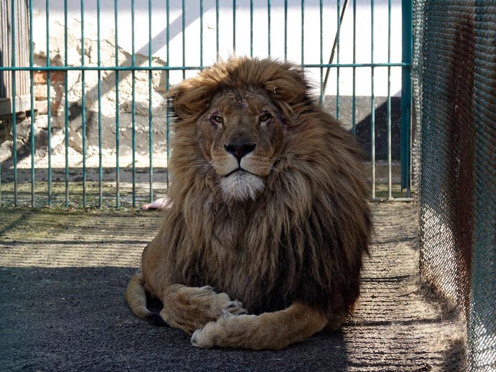 Monkeys looking like lions: Moscow Zoo has now its first rare