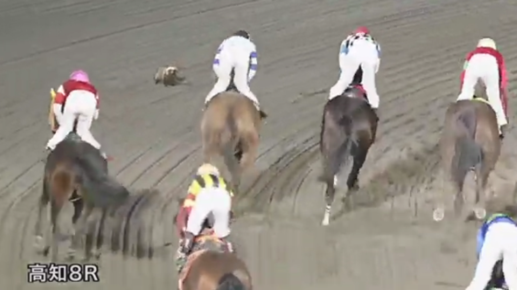 高知競馬のレース直後に タヌキ が乱入 騎手も思わず後ろを振り返る ハフポスト News 高知競馬のレース直後に タヌキ が乱入 騎手も思わず後ろを振り返る ハフポスト News