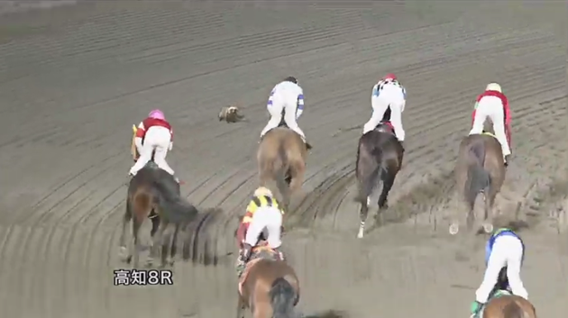 レース直後に動物が乱入したシーン