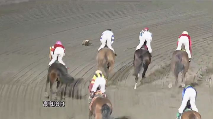 高知競馬のレース直後に「タヌキ」が乱入。騎手も思わず後ろを振り返る