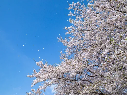 桜散る 6246be3f240000d9ab96e1a8.jpeg?