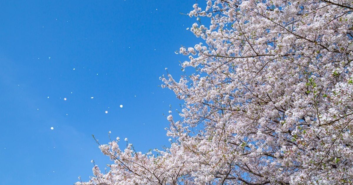 桜が散るタイミングを見分けるサインとは？専門家に聞いた【解説