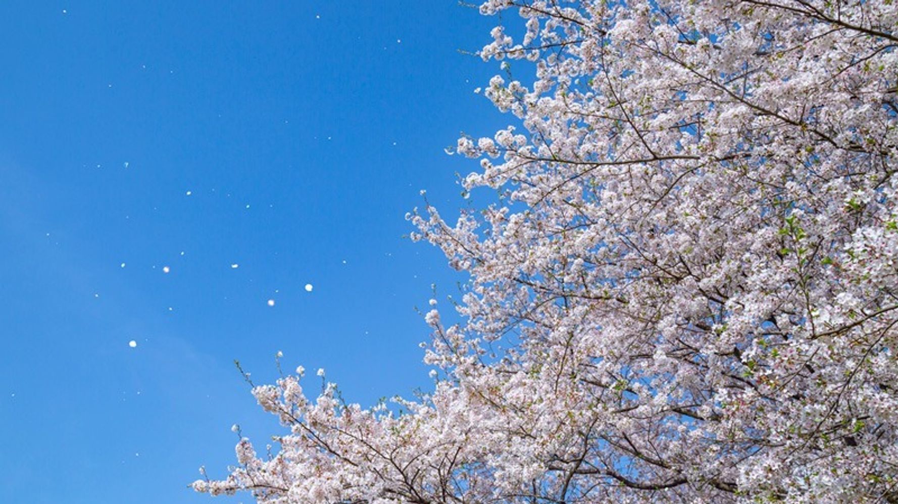 桜が散るタイミングを見分けるサインとは 専門家に聞いた 解説 ハフポスト News