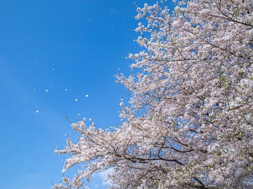 桜が散るタイミングを見分けるサインとは？専門家に聞いた【解説