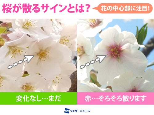 桜が散るタイミングを見分けるサインとは？専門家に聞いた【解説