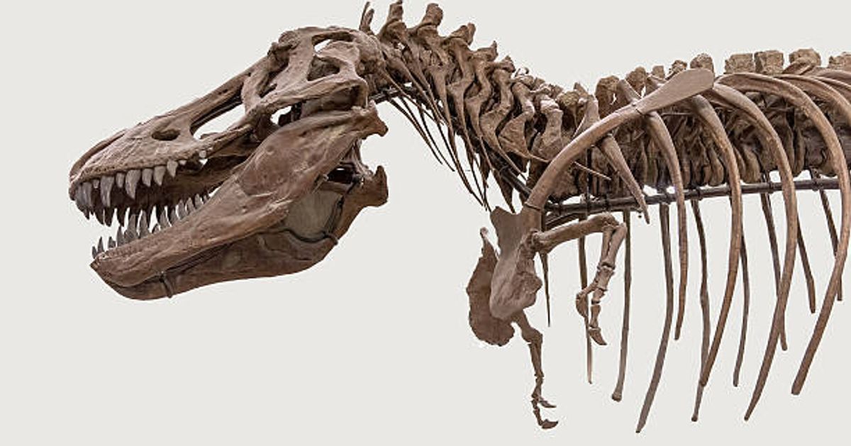 ¿Por qué los brazos de T. Rex son tan pequeños?  Un investigador avanza una nueva hipótesis.