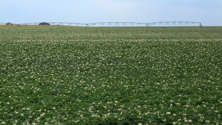 Fields are covered with flowering potato plants on Sunday, July 19, 2020, near Fort Fairfield, Maine. 