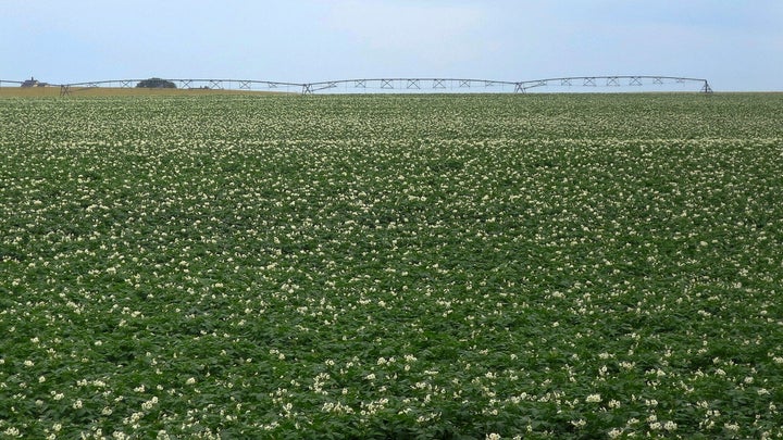 Fields are covered with flowering potato plants on Sunday, July 19, 2020, near Fort Fairfield, Maine.