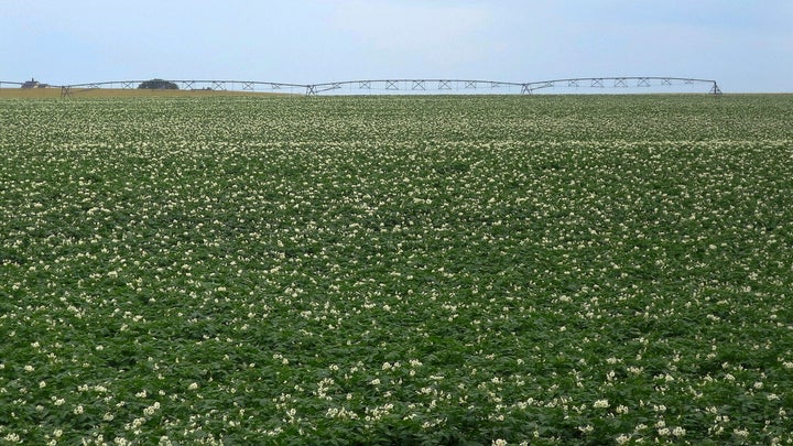 Maine Potatoes Shipped, Buy Maine Potatoes Online