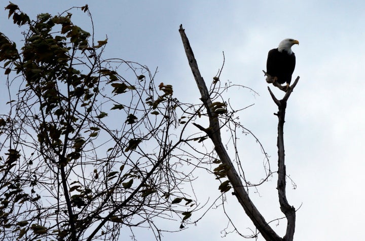 This Nov. 17, 2015, file photo shows an eagle on a tree on the shoreline of the Rappahannock River at Fones Cliff in Richmond County, Virginia.