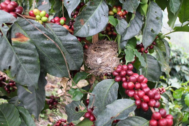 コーヒの木に作られた渡り鳥の巣。木陰栽培のコーヒー農園で撮影されたもの